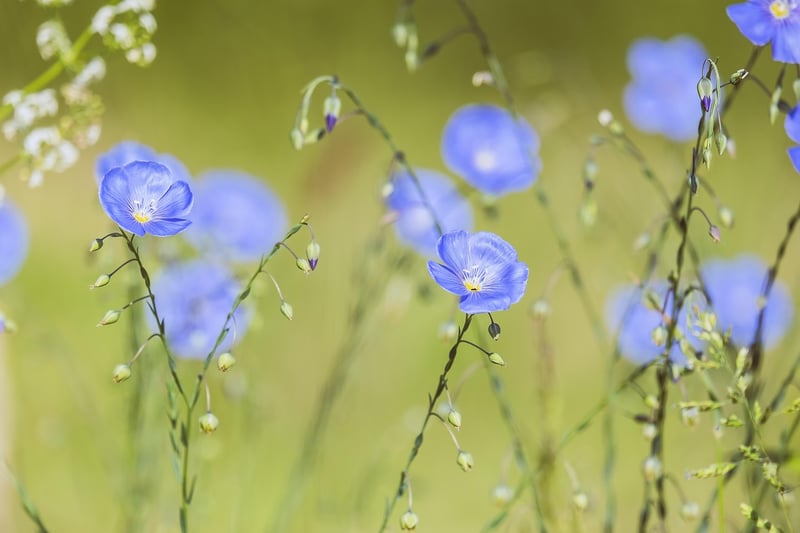 Springtime Freshness